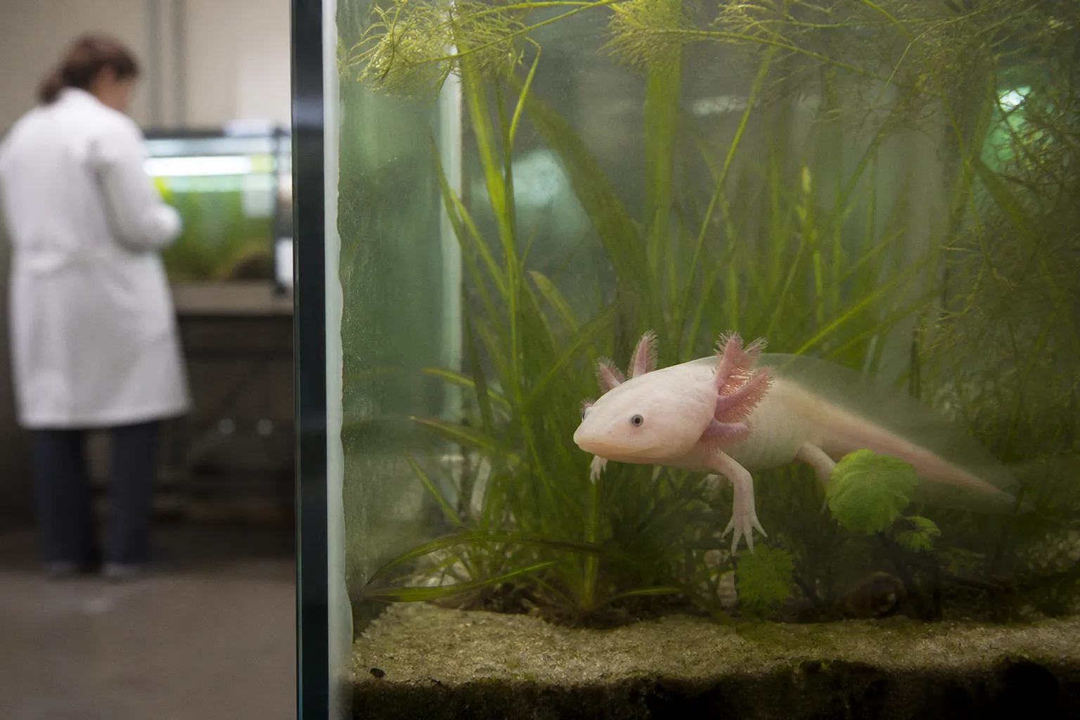 Why saving the critically endangered axolotl matters for human health research